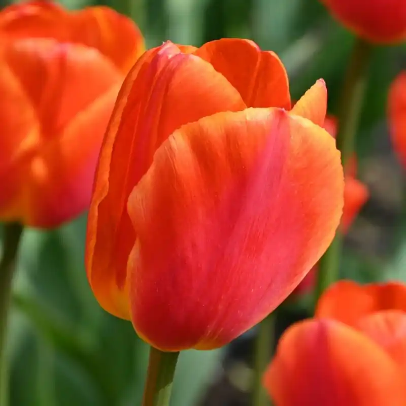 Snelle levering | Tulipa ‘Koningin Wilhelmina‘