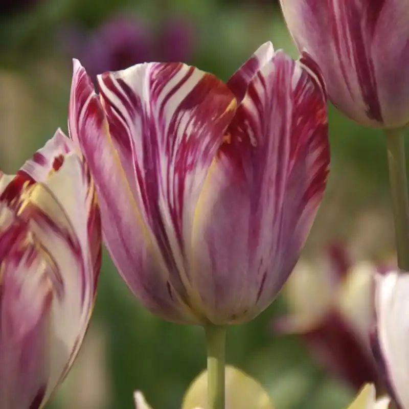 Goed beoordeeld - Tulipa ‘Beauty of Bath‘