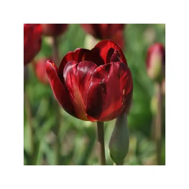 Tulipa ‘George Hayward‘ - Favoriet van klanten