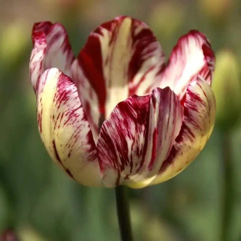 Tulipa ‘Julia Farnese‘ | Bestel nu