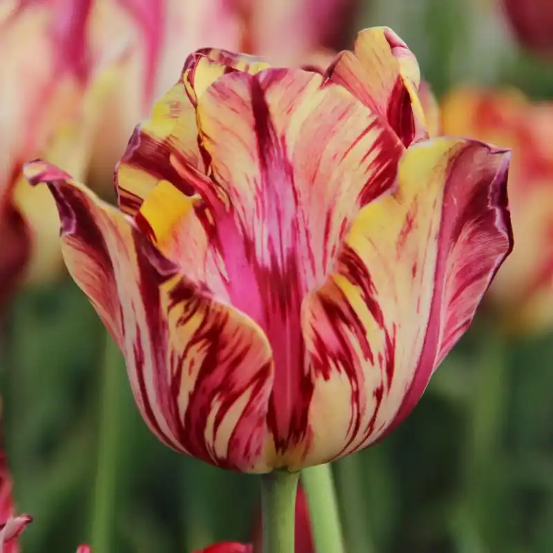 Tulipa ‘Saskia‘ - Gratis retourneren
