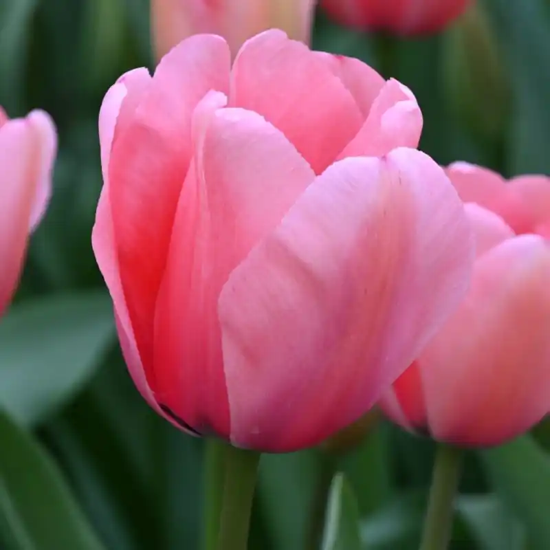 Actieprijs - Tulipa ‘Pink Impression‘