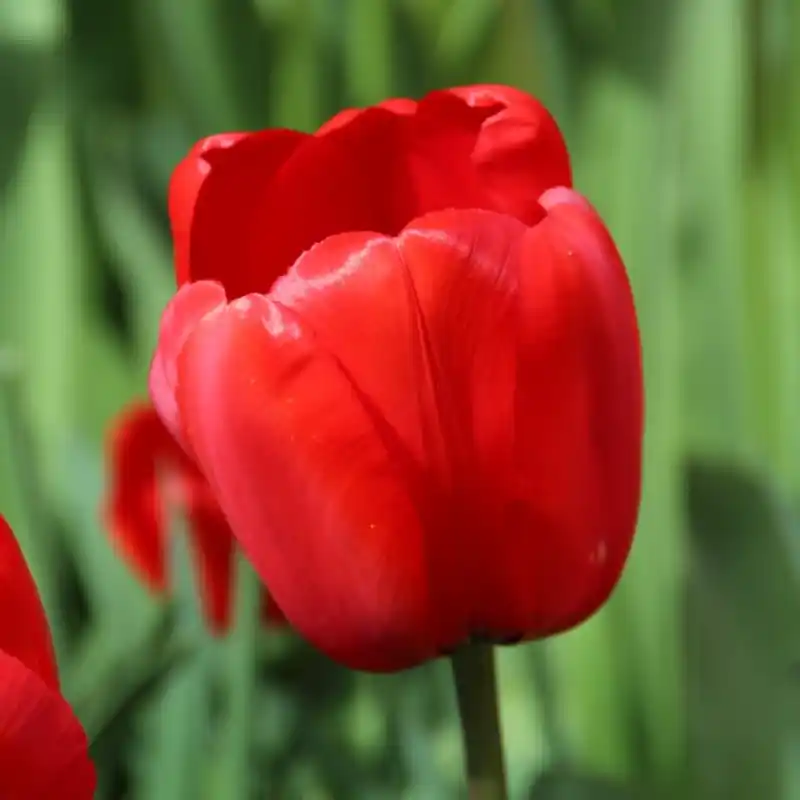 Tulipa ‘Red Impression‘ | Bestseller