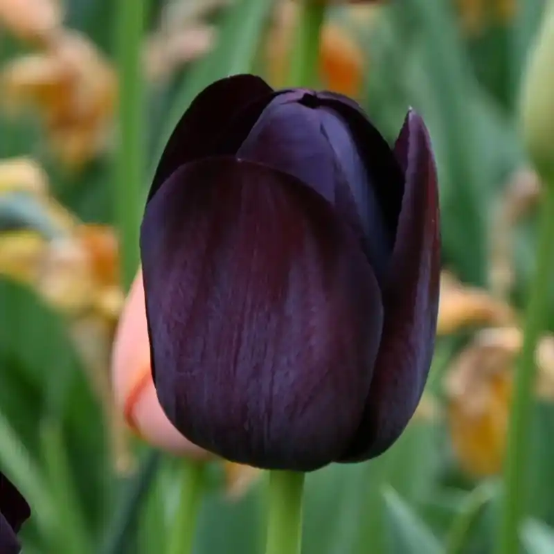 Tulipa ‘Queen of Night‘ | Actie loopt bijna af