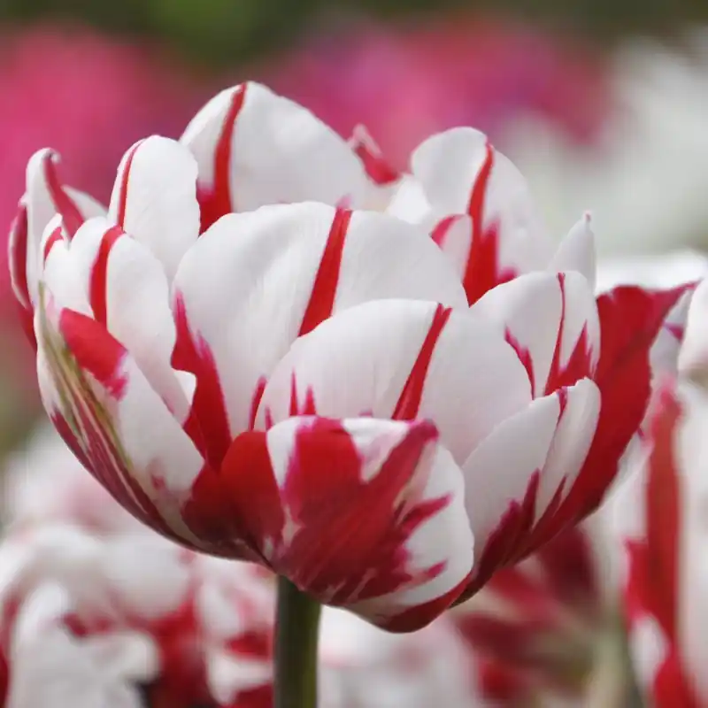 Pak je kans - Tulipa ‘Carnaval de Nice‘