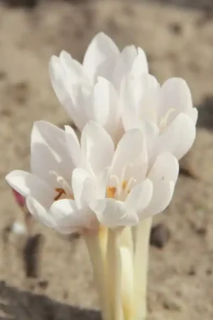 Zolang de voorraad strekt - Colchicum autumnale ‘Album‘