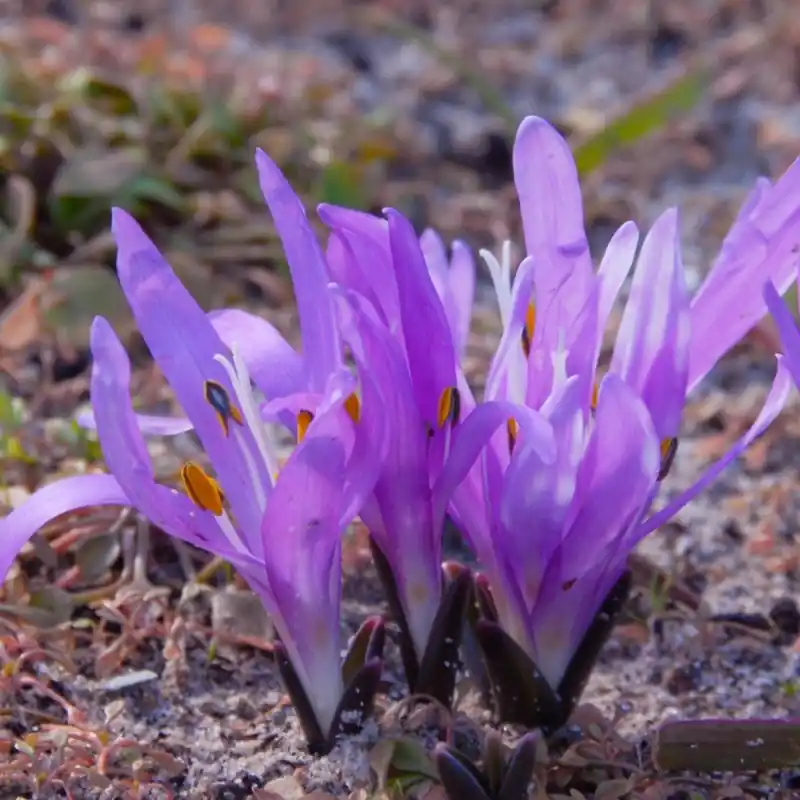 Colchicum bulbocodium | Aanrader