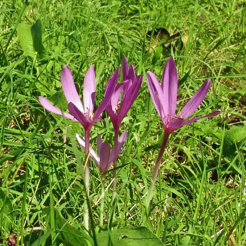 Scherp geprijsd - Colchicum autumnale