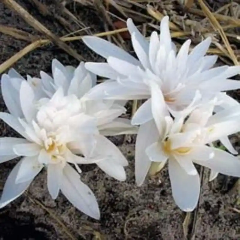 Colchicum autumnale ‘Alboplenum‘ | Nieuw