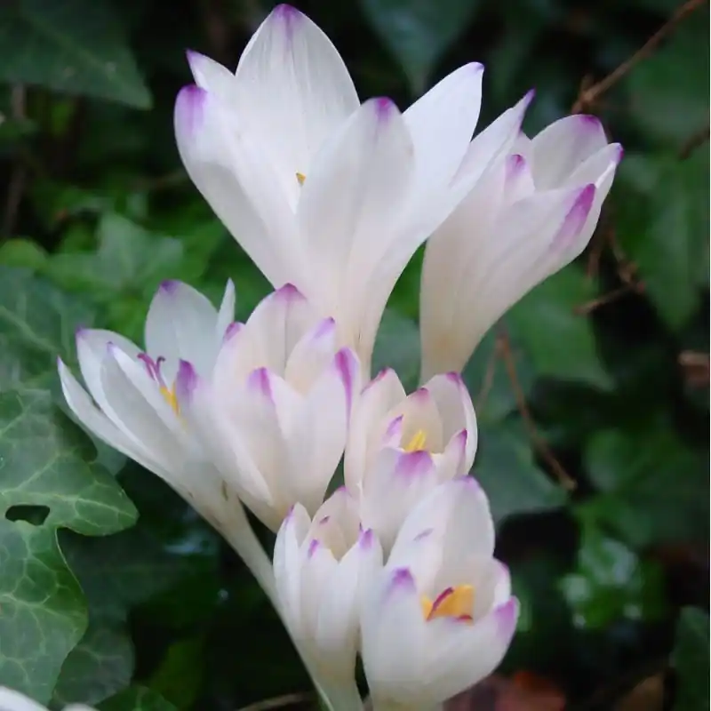 Superprijs - Colchicum byzantinum ‘Innocence‘