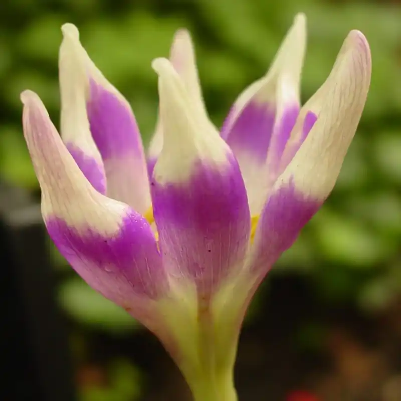 Topkwaliteit | Colchicum ‘Harlekijn‘