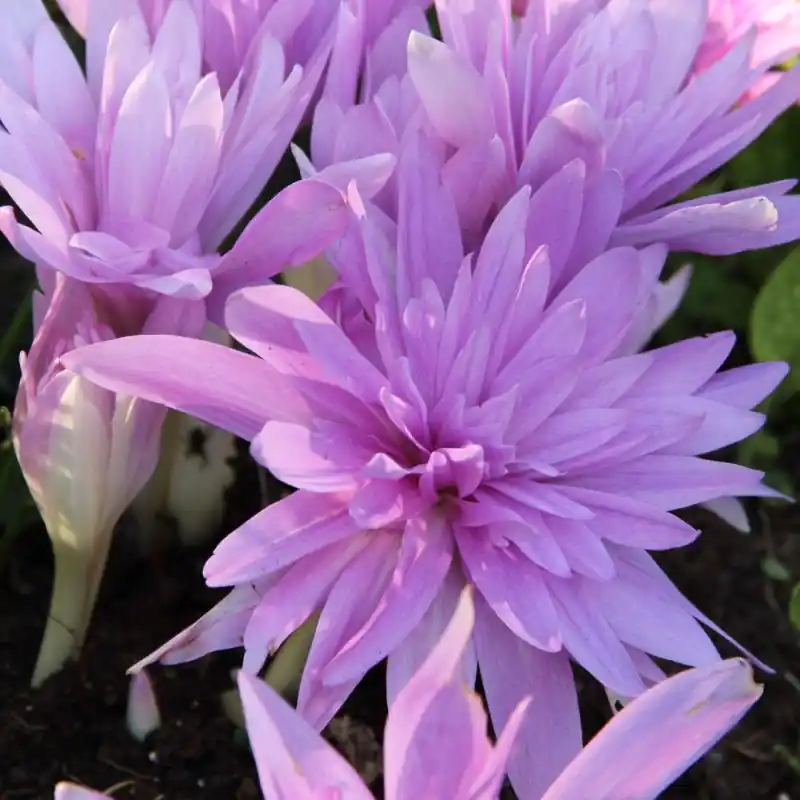 Colchicum ‘Waterlily‘ | Veel voordeel
