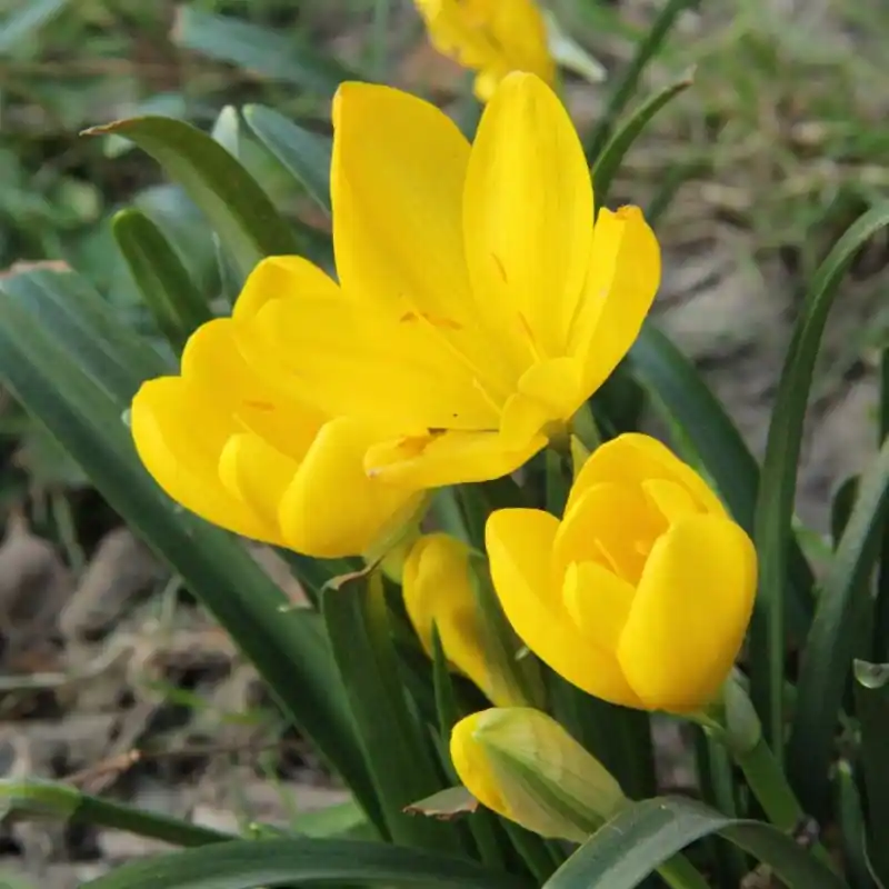 Sternbergia lutea - Bespaar nu