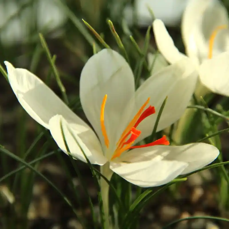Favoriet van klanten - Crocus cartwrightianus ‘Albus‘