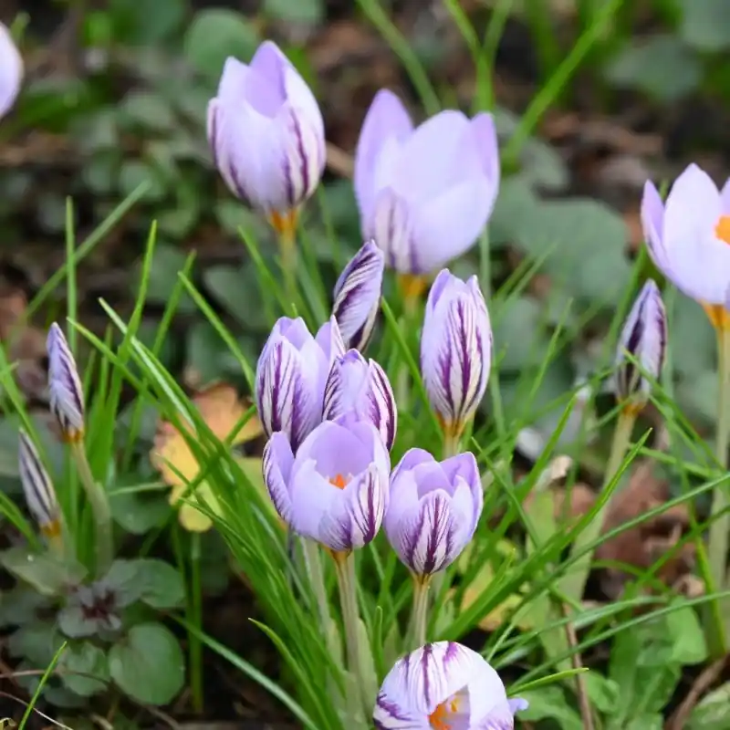 Crocus laevigatus ‘Fontenayi‘ | Net binnen