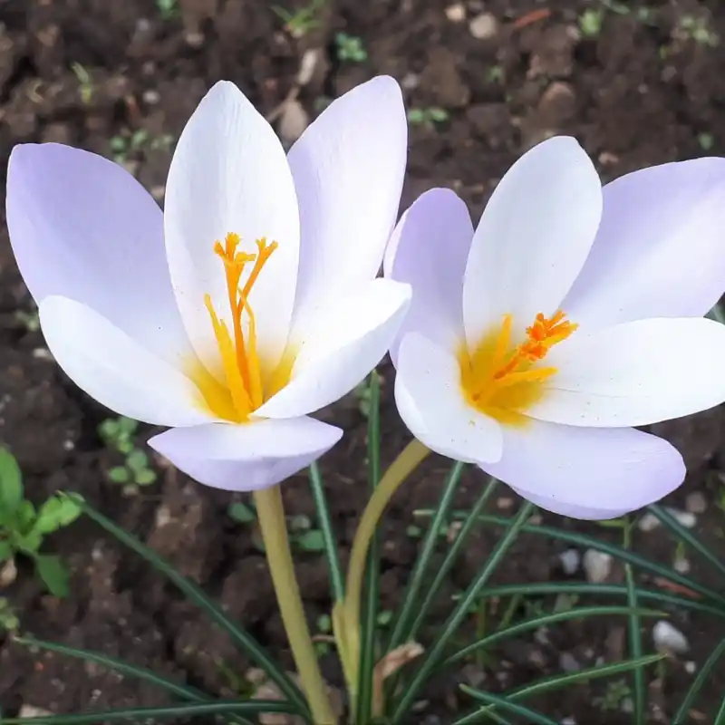 Crocus niveus | Uitverkoop