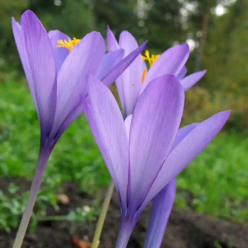 Nieuw binnen | Crocus nudiflorus