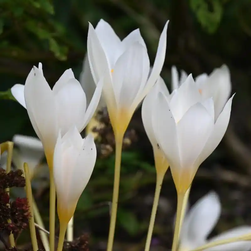 Verlaagde prijs | Crocus ochroleucus
