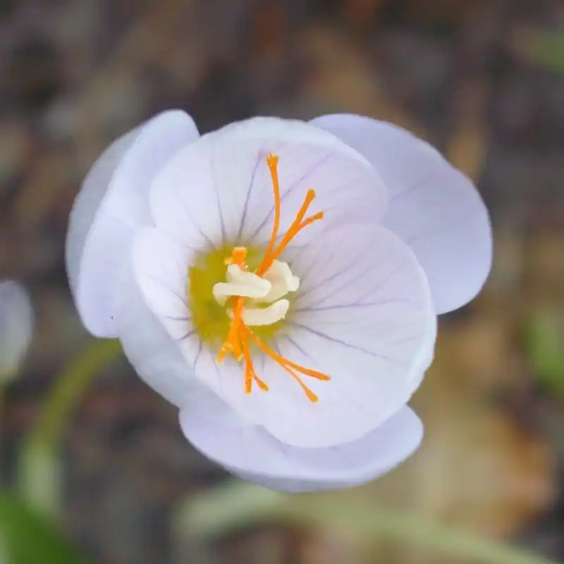 Nieuw product - Crocus pulchellus ‘Zephyr‘