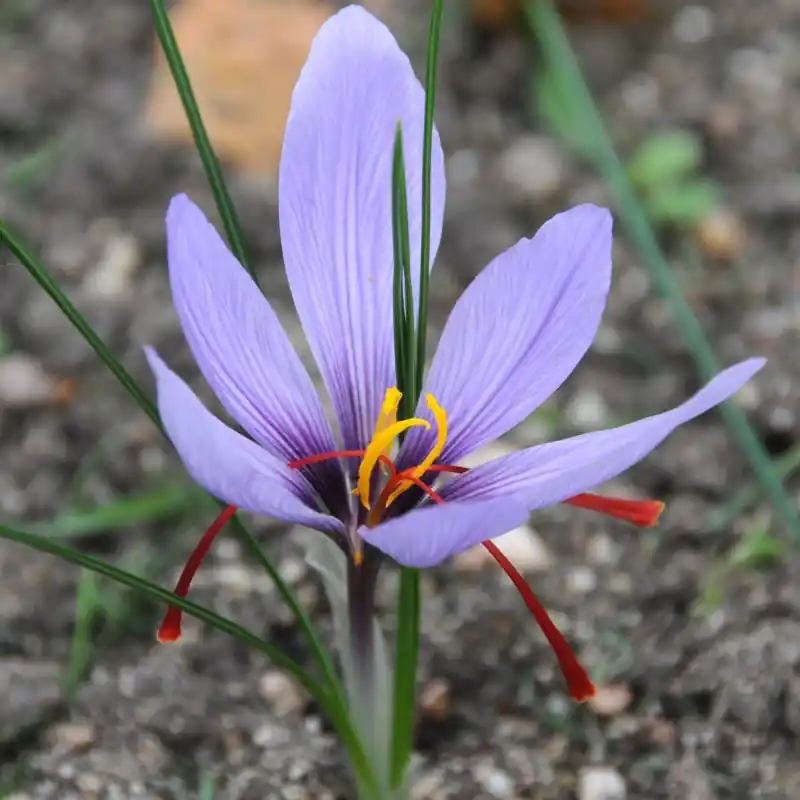Crocus sativus | Laatste stuks