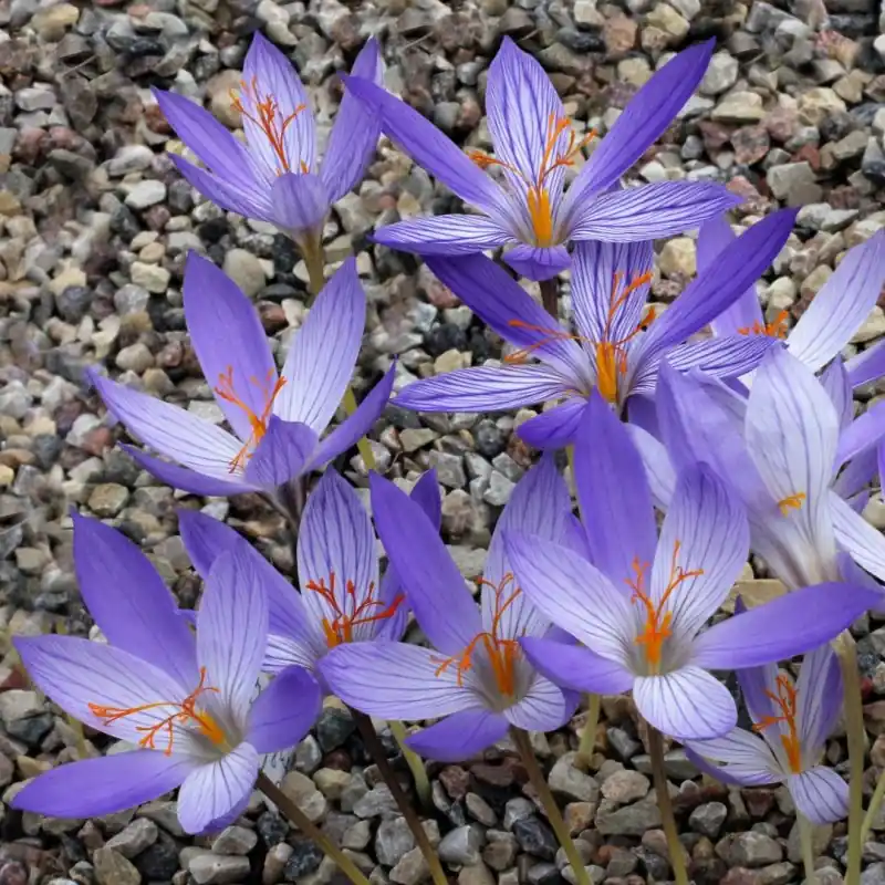 Veel gekozen - Crocus puringii