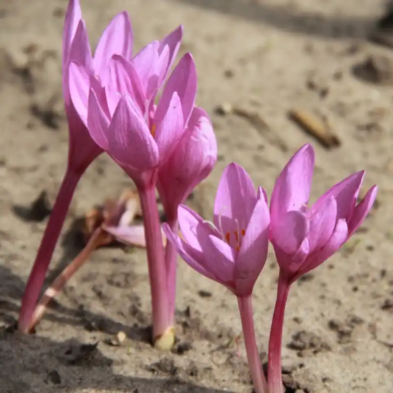 Colchicum pannonicum - Expreslevering