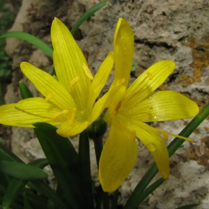 Goed beoordeeld - Sternbergia greuteriana