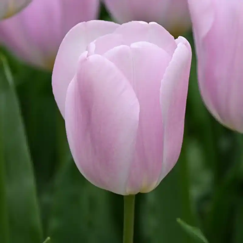 Tulipa ‘Synaeda Amor‘ - Trending