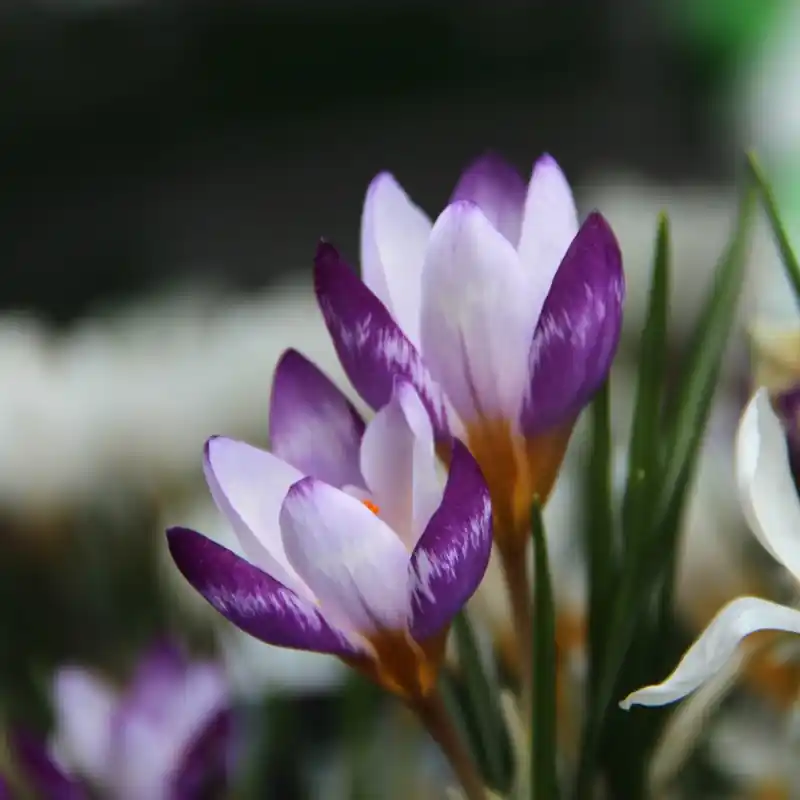 Nieuw binnengekomen | Crocus sieberi ‘Hubert Edelsten‘