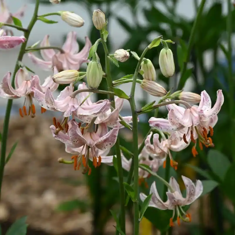 Lilium martagon ‘Pink Morning‘ - Snelle levering