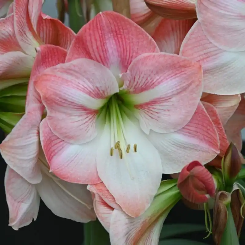 Hippeastrum ‘Apple Blossom‘ | Bijna uitverkocht
