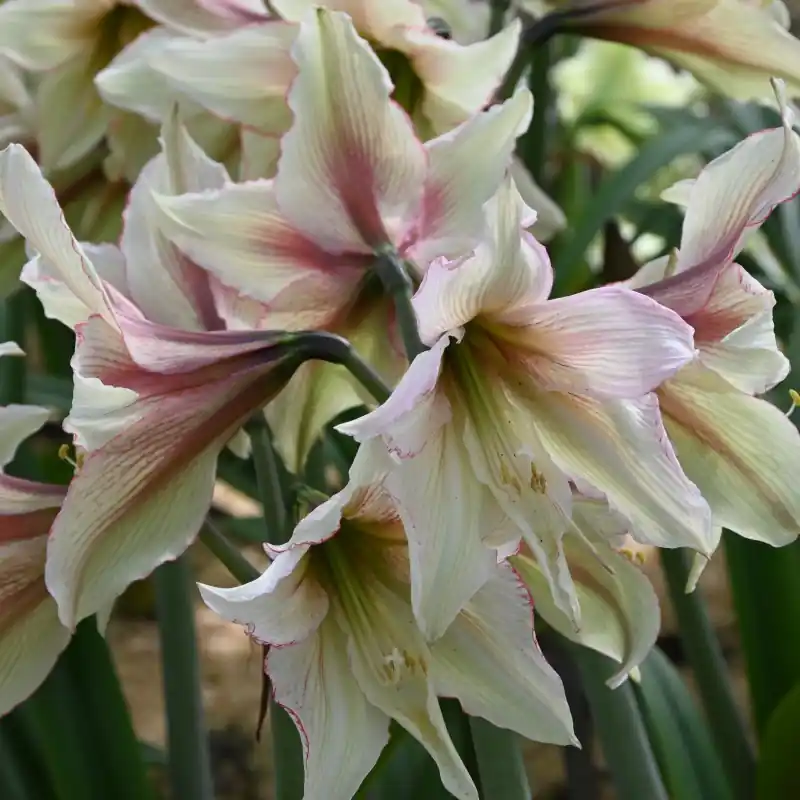 Hippeastrum ‘Green Magic‘ - Nu beschikbaar