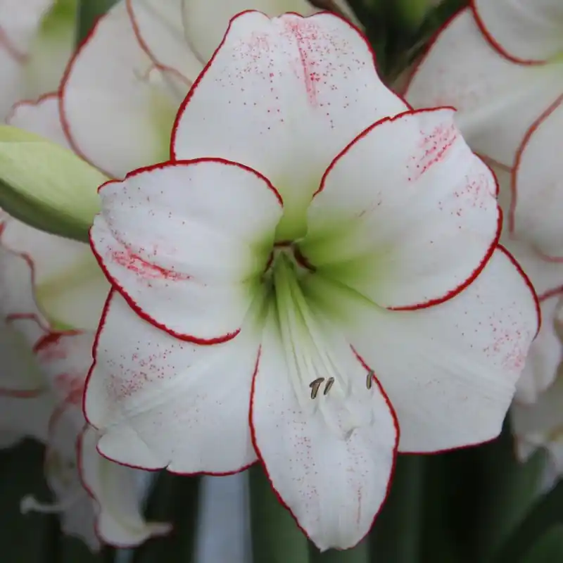 Nieuw product - Hippeastrum ‘Picotée Red Lining‘