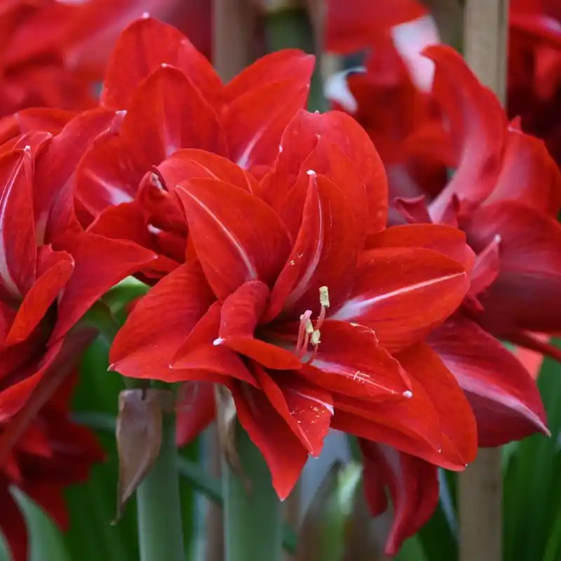 Hippeastrum ‘Double Delicious‘ - Gratis retourneren