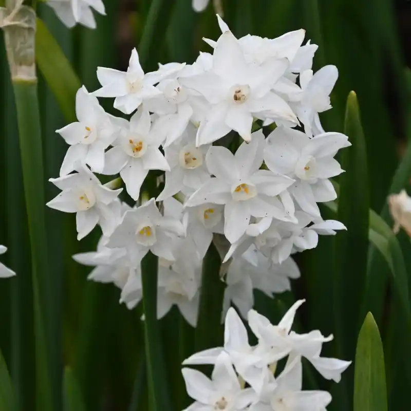 Narcissus tazetta ‘Paperwhite Ziva‘ - Opruiming