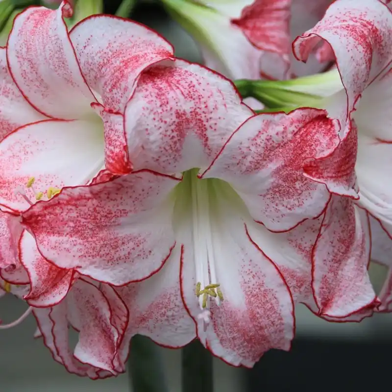 Hippeastrum ‘Spotlight‘ - Nieuw in de shop