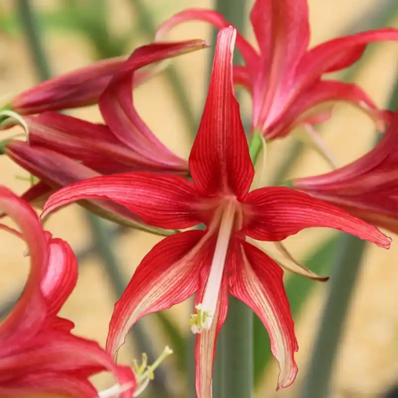 Hippeastrum ‘Quito‘ - Aanbieding