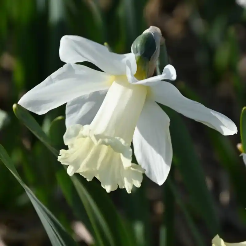 Korting - Narcissus ‘Beersheba‘