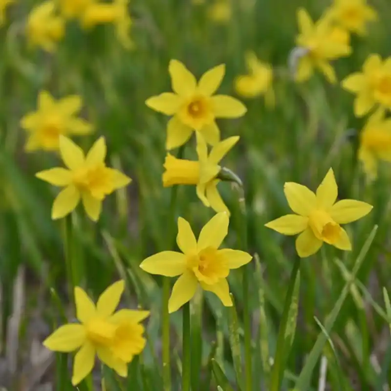 Narcissus ‘The Little Gentleman‘ | Extra korting