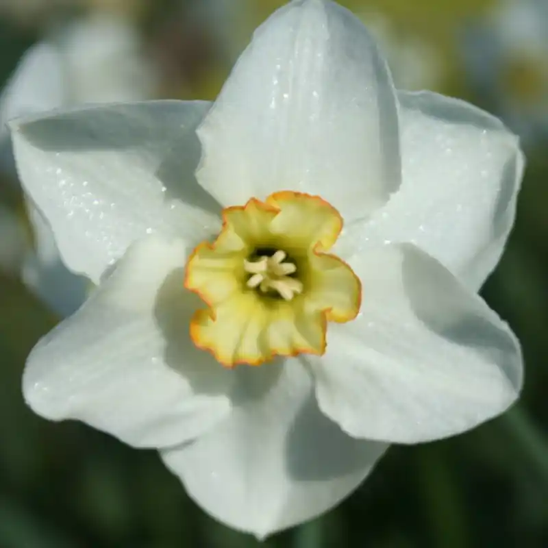 Extra voordeel - Narcissus ‘Park Springs‘