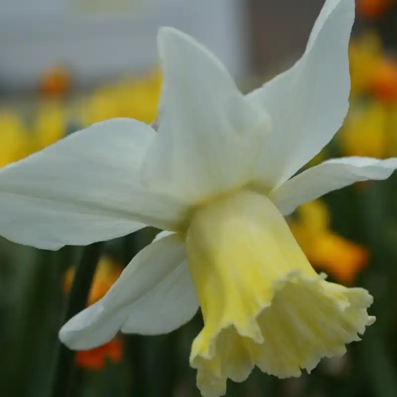 Narcissus ‘Winged Victory‘ - Bespaar meer