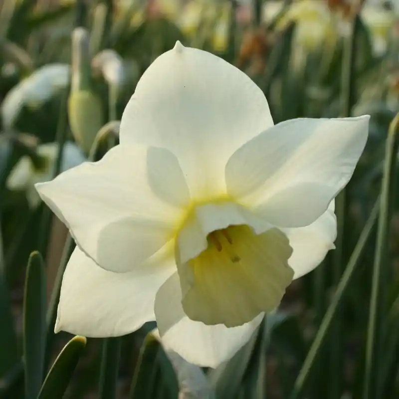 Actie | Narcissus ‘Sextant‘