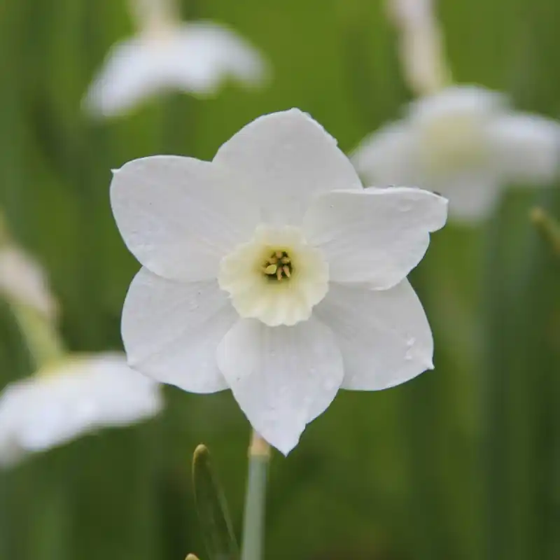 Professionele kwaliteit | Narcissus ‘Dainty Miss‘
