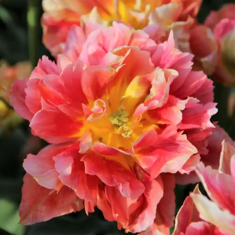 Tulipa ‘Elias Martin‘ - Snelle verzending