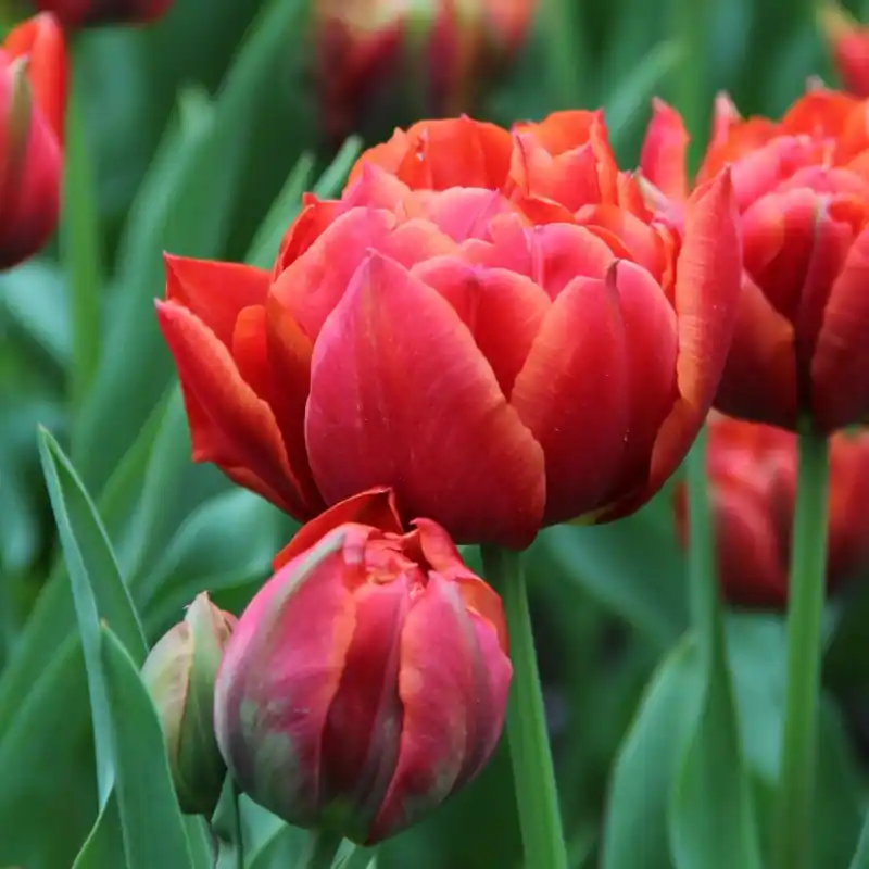 Tulipa ‘René Menard‘ - Topdeal