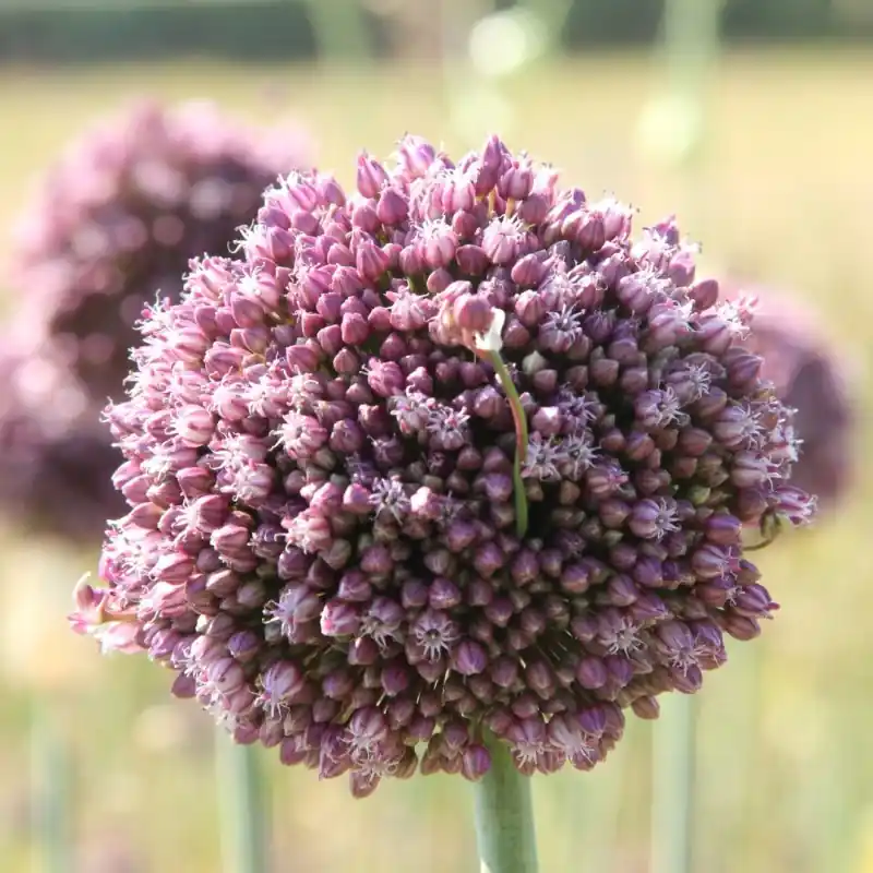 Allium ampeloprasum ‘Purple Mystery‘ - Bestseller
