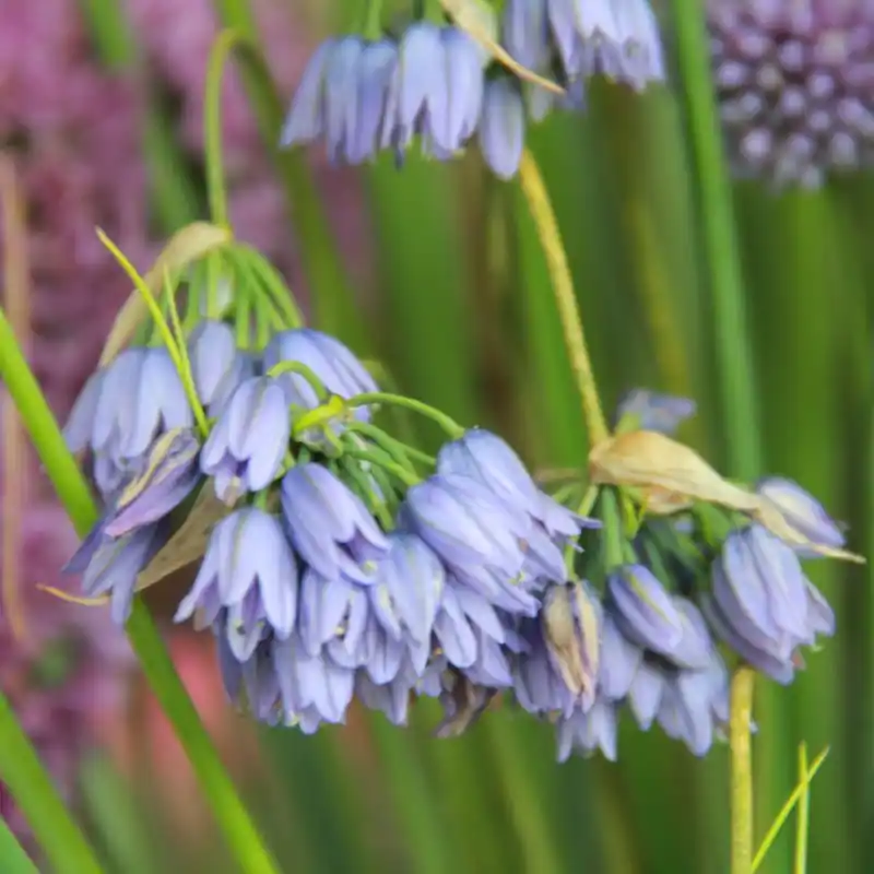 Allium beesianum | Populair