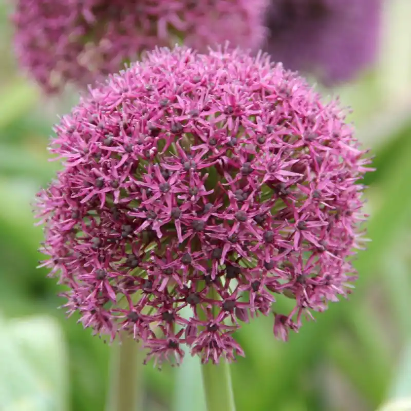 Allium ‘Ostara‘ | Extra voordeel