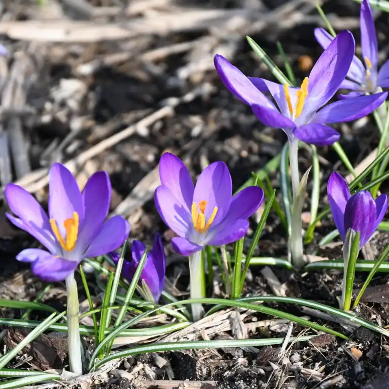 Hoog gewaardeerd - Crocus tommasinianus ‘Whitewell Purple‘