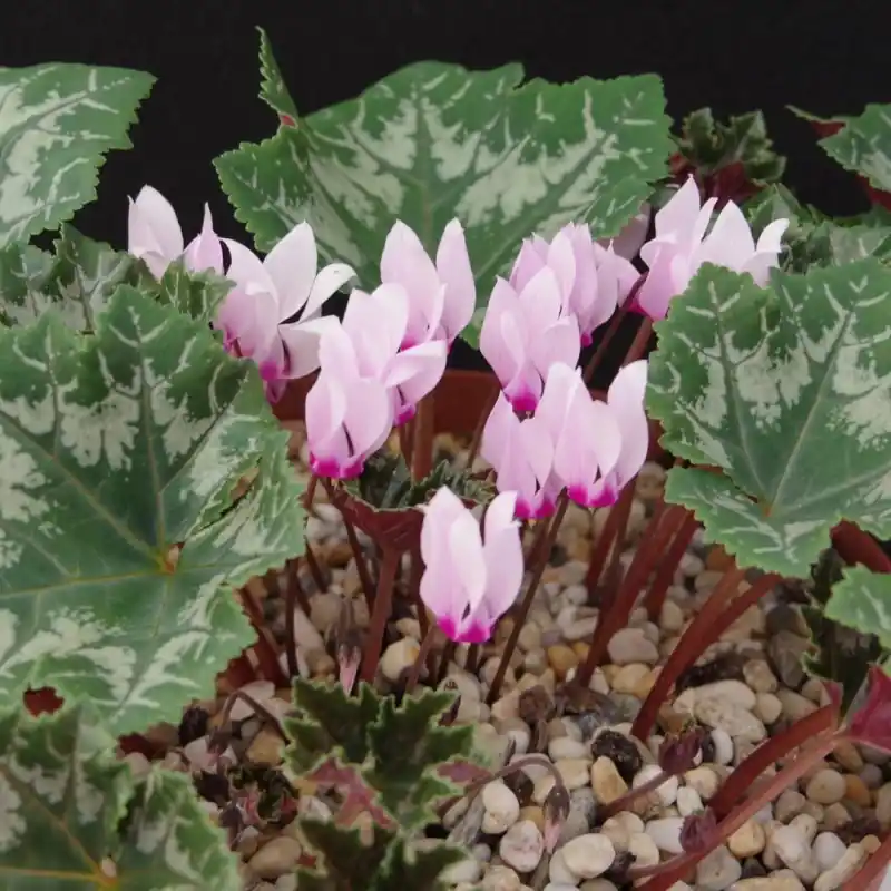 Cyclamen rohlfsianum | Laatste dagen
